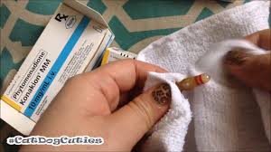 Check spelling or type a new query. Preparing Vitamin K For Dog Oral And Injection Catdogcuties Youtube