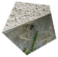 We are an integrated pest and wildlife management company that deals in animal and pest control within the houston, texas and surrounding houston area. Insect Control Services Spider Control Humble Tx