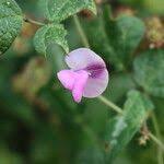 Image result for Dolichos trilobus