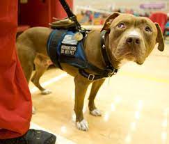 Vests, tags or other accessories are not legally required or recognized for service dogs. Why Fake Service Dogs Pose A Problem