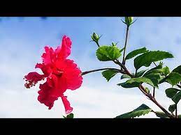 Benefits Of Hibiscus Flower Hibiscus Tea Benefits Urdu Hindi Youtube