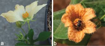 Image result for Cogniauxia trilobata