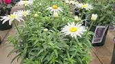 We did not find results for: Leucanthemum Freak Shasta Daisy Gorgeous Perennial With A Weird Name Profusion Of Flowers Youtube