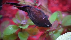 If your betta fish is showing signs of constipation, you can feed them a defrosted pea for extra. Why Does My Betta Fish Have A Big Belly Aquascape Addiction