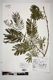Image result for Acacia rovumae