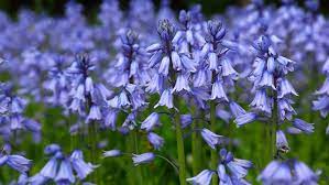 And then fill the holes with your flower and garden soil mix. How To Grow Bluebells