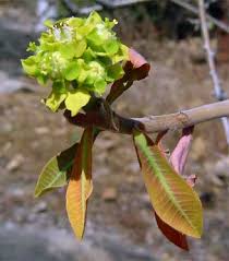 Image result for Euphorbia matabelensis