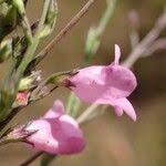 Image result for Micrargeria