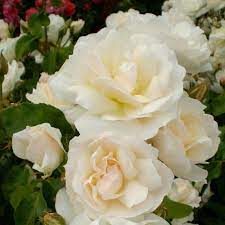 Rose Easy Elegance® Champagne Wishes | White Flower Farm