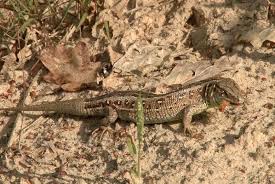 tipvideo tuin vol amfibieen en reptielen amfibieen reptielen vroege vogel
