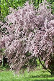Image result for tamarix ramosissima pink cascade
