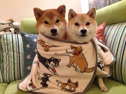 His appetite seems to have come back, but he's getting very smart in his food choice in that he smells what we're eating and thinks he's going to get that. 16 Photos Of The Most Adorable Dog Family Cute Animals Japanese Dogs Cute Dogs