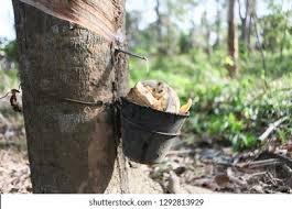 Pokok getah ( hevea brasiliensis ) ialah pokok dalam famili euphorbiaceae dan ahli terpenting dalam genus hevea. Rubber Tree Pokok Getah Sekerap Latex Stock Photo Edit Now 1292813929