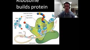 endomembrane system protein production