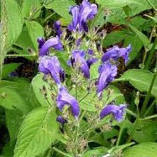 Image result for Strobilanthes anisophylla