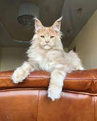 Lexus Graceful Angel Baby Cats Cute Cats Kittens Cutest