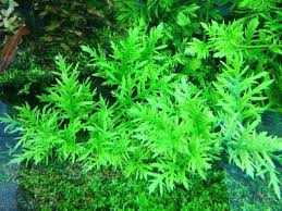 Tanaman ini pada dasarnya bukan tanaman sejati ataupun lumut, meski memiliki nama moss yang dalam. Jenis Tanaman Akuarium Yang Mudah Didapat Di Sekitar Kita