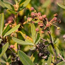 Image result for Clutia angustifolia