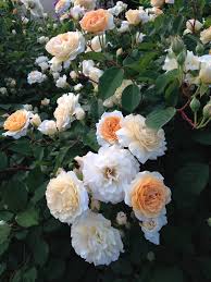 Close Up Shot Of Rose Buff Beauty Rosales