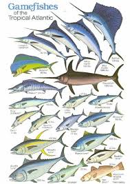 big game chart fish fish chart deep sea fishing