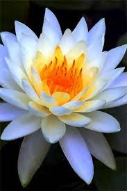 It S About My E Mail Naming Habits Pretty Flowers Beautiful Blooms Lily Flower