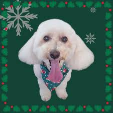 Glamour Pawz Grooming