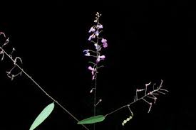 Image result for Dewildemania filifolia