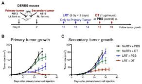 Maybe you would like to learn more about one of these? P1 06 03 Selective Depletion Of Foxp3 Regulatory T Cells After Local Radiotherapy Induces Abscopal Effects In Murine Malignant Mesothelioma Journal Of Thoracic Oncology