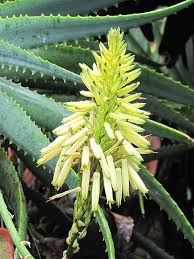 Image result for Aloe lutescens