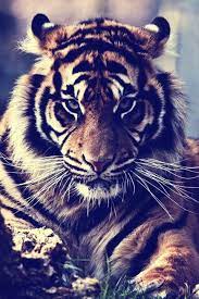 Amazing Picture Of A Tiger Animals Animals Beautiful Cute Animals
