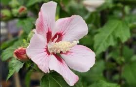 Image result for Hibiscus syriacus Violet Clair Double