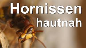 Nächtliche einfangtechnik einer in der wohnung herumfliegenden hornisse: Hornissen Vertreiben Nest Entfernen á… Alle Infos Im Uberblick