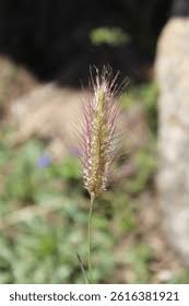 Image result for Cenchrus biflorus