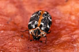 Посмотрите твиты по теме «#teppichkäfer» в твиттере. Anthrenus Scrophulariae Teppichkafer Braunwurz Blutenkafer Speckkafer Dermestidae