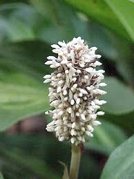 Image result for Palisota