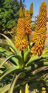 Image result for Aloe bicomitum