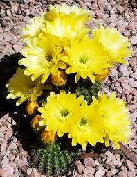 Top dressing of cacti and succulents serves several purposes. Celebrating The Flowery Side Of Cacti Altman Plants
