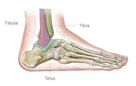 The patellar tendon is a strong tendon that extends down recovery from a patellar tendon rupture is a lengthy process following this surgery because of the. Ankle Surgery Summit Orthopedics