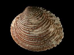 Molluschi In Cucina Tartufo Di Mare Venus Verrucosa Linnaeus 1758