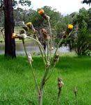 Image result for Sonchus dregeanus