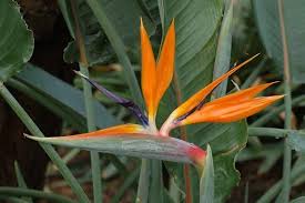 Image result for Strelitzia caudata