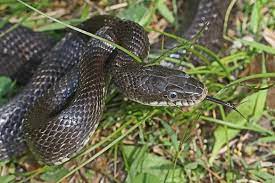 Hognose snakes are known as drama queens because when they feel. Art Lander S Outdoors Snakes Are Common Across Rural Kentucky And Play Beneficial Role In Nature Nkytribune