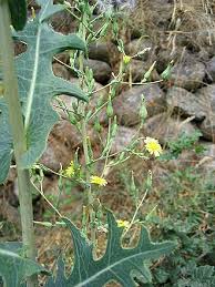 Image result for Lactuca glandulifera