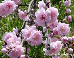 It is not our intent to describe all native species — just those available in the nursery trade and those that the authors feel have potential for nursery production and landscape use. Ornamental Flowering Trees Ga Garden Center Kinsey Family Farm