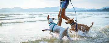 Other things to think about are whether the particular airline has a flight to hawaii during a specific timeframe, but also, misrepresenting your dog as a service one is illegal on the hawaiian islands, and can land you. The Complete Guide To Moving Your Dogs Cats And Other Pets To Hawaii Royal Hawaiian Movers Rhm