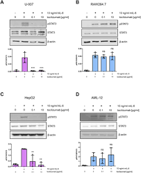 You may get infections more easily, even serious or fatal infections. Tocilizumab Does Not Block Interleukin 6 Il 6 Signaling In Murine Cells