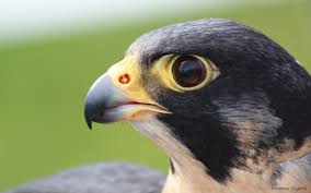 Pin By La Fae Wisp On Tudor Times Peregrine Falcon Peregrine Birds Of Prey