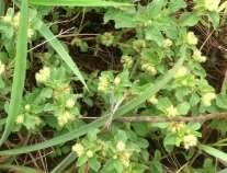 Image result for Agelanthus keilii