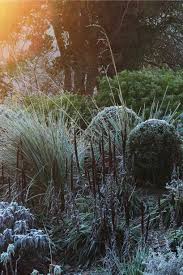 Pittosporum respond well to being cut back. How To Deal With Winter Damage To Shrubs The Middle Sized Garden Gardening Blog
