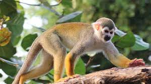 Zur navigation springen zur suche springen. Primaten In Sudamerika Affchen Auf Grosser Fahrt Wissen Sz De
